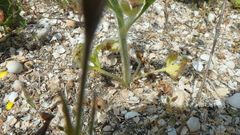 Ranunculus oxyspermus