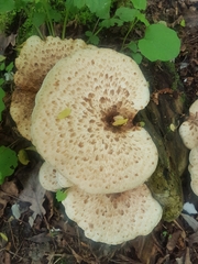 Cerioporus squamosus