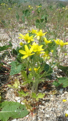Ranunculus oxyspermus