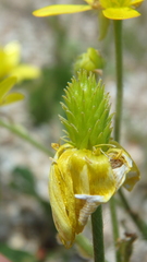 Ranunculus oxyspermus