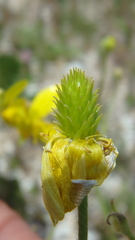 Ranunculus oxyspermus