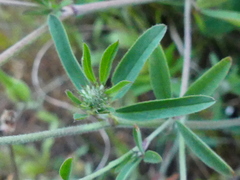Trifolium squarrosum