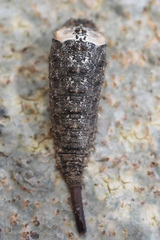 Sphiximorpha willistoni