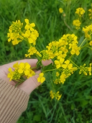Barbarea vulgaris