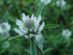 Trifolium squarrosum