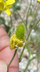 Ranunculus oxyspermus