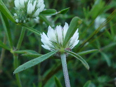 Trifolium squarrosum