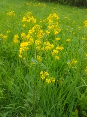 Barbarea vulgaris