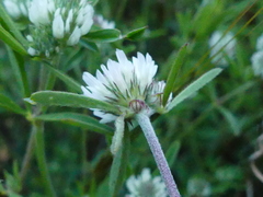 Trifolium squarrosum