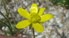 Ranunculus oxyspermus