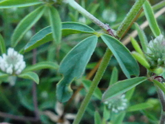 Trifolium squarrosum