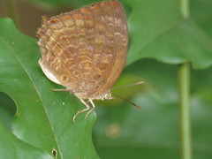 Arhopala centaurus nakula
