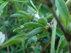 Trifolium squarrosum