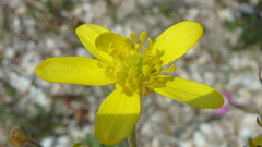 Ranunculus oxyspermus