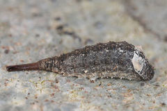 Sphiximorpha willistoni