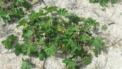 Alcea rugosa