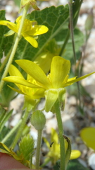 Ranunculus oxyspermus