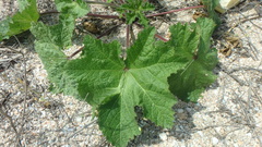 Alcea rugosa