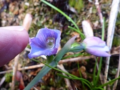 Thelymitra cyanea