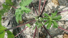 Alcea rugosa