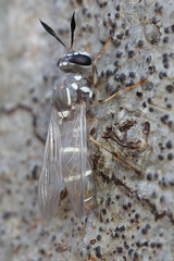 Sphiximorpha willistoni