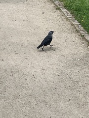 Corvus monedula