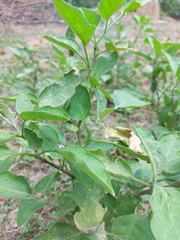 Solanum melongena