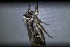 Proteuxoa chrysospila