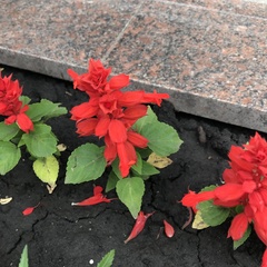 Salvia splendens