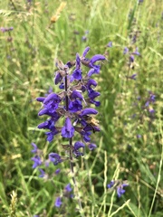 Salvia pratensis