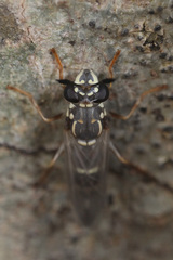 Sphiximorpha willistoni