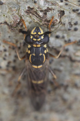 Sphiximorpha willistoni