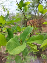 Annona squamosa