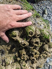 Semibalanus cariosus