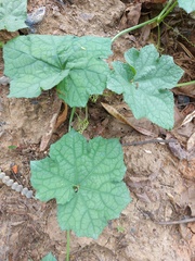 Trichosanthes cucumerina