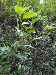 Trymalium odoratissimum