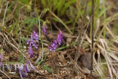 Vicia villosa