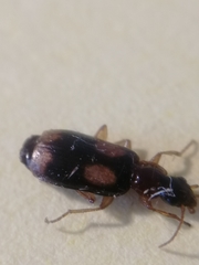 Dromius