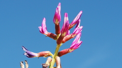 Astragalus crotalariae
