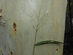 Ottochloa nodosa