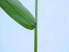 Ottochloa nodosa
