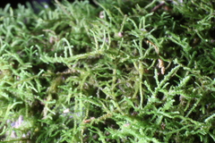 Thuidiopsis sparsa