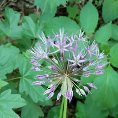 Allium