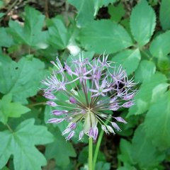 Allium