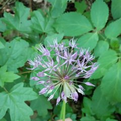 Allium