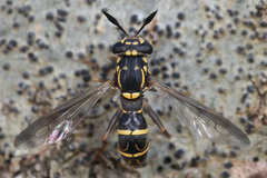 Sphiximorpha willistoni