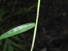 Ottochloa nodosa