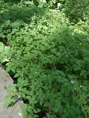 Geranium robertianum