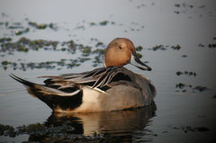 Anas acuta