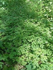 Geranium robertianum